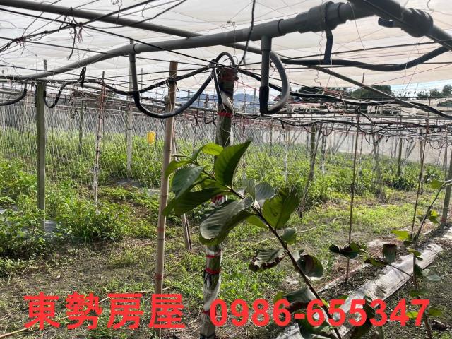 苗栗卓蘭廠辦-14